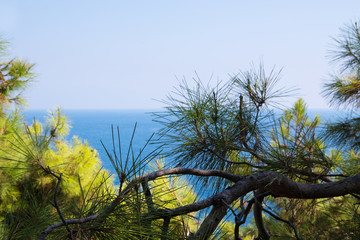 Pine tree branches with turquoise sea background, mediterranean nature