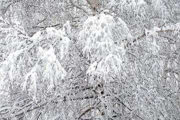 Beautiful winter forest covered with clean white snow with birch tree with snowy branches on the front