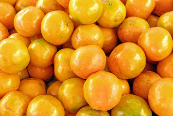 tangerine harvest. many tangerines from tree