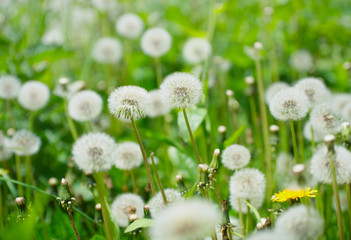 dandelions on sunny meadow