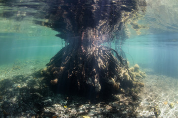 Mangrove Roots Mirrored in Surface in Raja Ampat