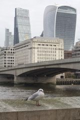 Seagull