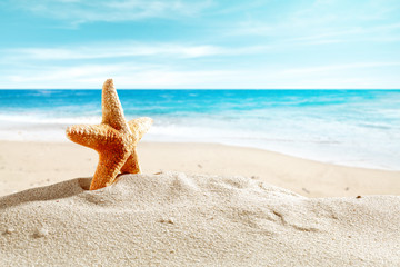 shell on sand and free space 