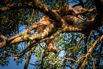 Tote Antilope (Impala) auf einem Baum, getötet von einem Leoparden im Kruger National Park