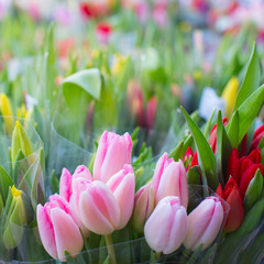 Tulpen 