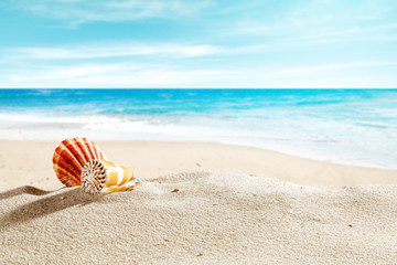 Obraz premium shell on sand and free space 