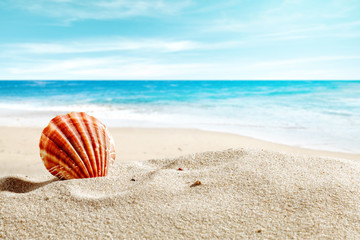shell on sand and summer time 