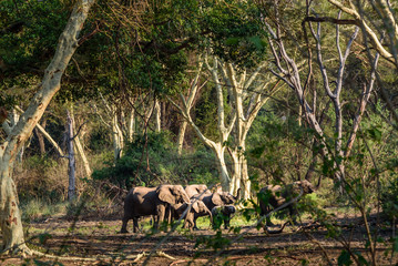 Elefantenherde im Fevertree Forest von Makuleke, Südafrika