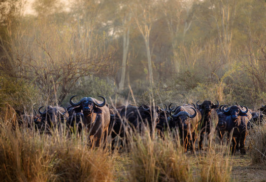 Büffel Herde im Fevertree Forest von Makuleke, Südafrika