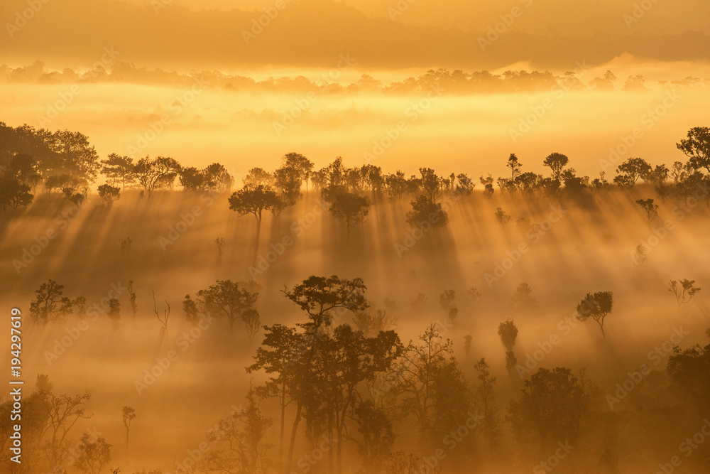 Wall mural Beautiful sunrise scene with misty and tree in morning in forest valley in khao kor mountain