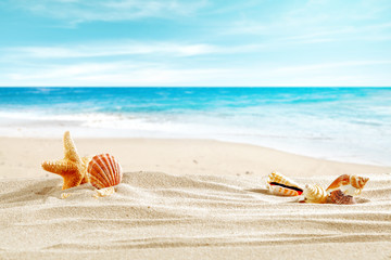 shell on sand and summer time 