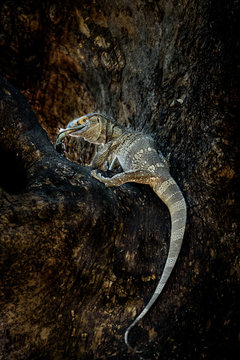 Rock Monitor Lizard frisst Spotted Bush Snake, fotografiert in Kruger National Park, Südafrika