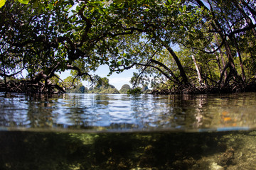 Blue Water Mangrove Forest in Raja Ampat