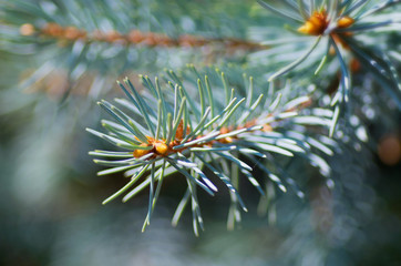 Naklejka na ściany i meble Branches of blue spruce