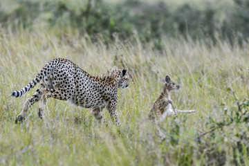 cheetah © Herbert