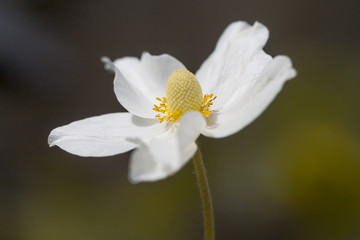 Weiße Anemone, lichtdurchflutet  