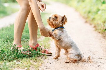 woman on a walk training  small dog yorkshire terrier on sunny nature background