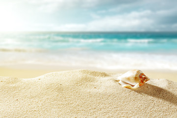 Fototapeta na wymiar shell on sand and summer time 