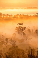 Beautiful sunrise scene with misty and tree in morning in forest valley in khao kor mountain
