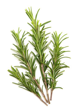 Rosemary bound on a white background