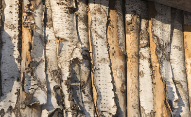 the winter in swedish Lapland. A texture of birch's bark