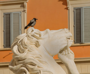 A Carrion crow standind on the Horse statue of the Trevi Fountain, Rome, Italy