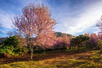 beautiful landscape of platation pink cherry blossom (Sakura) in grass field