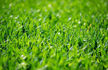 Green grass texture from a field