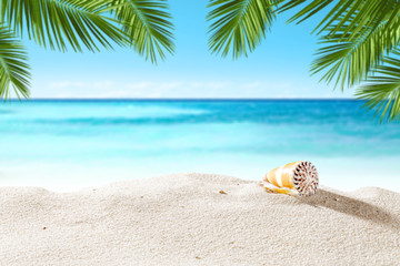 Obraz premium shell on beach and summer time 