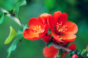 Flowering quince (Chaenomeles speciosa, Chinese or Japanese quince, zhou pi mugua)