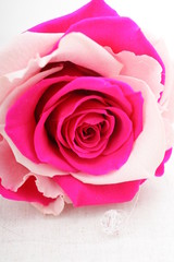 プリザーブドフラワー　バラ　2色　アップ