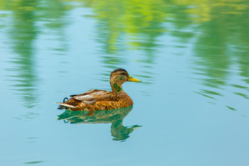 Mallard duck swimming on colorful river