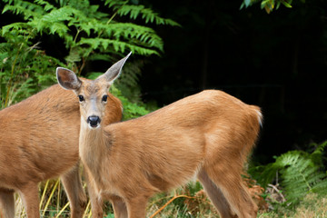 Doe Mule Deer