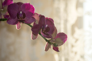 Pink, purple Phalaenopsis Orchid or Moth Orchid. Some Phalaenopsis species in Malaysia. Orchid...