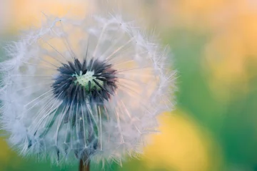 Abwaschbare Fototapete Dandelion flower in spring © ArtushFoto