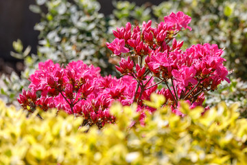 Pink, red azaleas blooms in spring