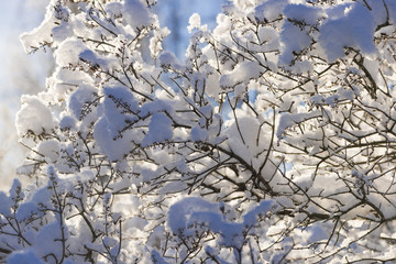 the winter in swedish Lapland