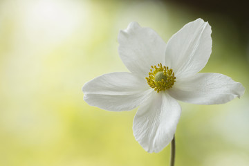 Weiße Anemone, lichtdurchflutet  