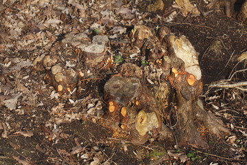 alter knorriger Baumstumpf mit Waldboden im Herbst