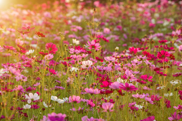 Fototapeta premium cosmos flower field in the morning at singpark in chiangrai, Thailand