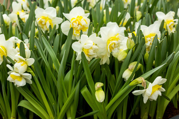 Fototapeta premium Spring meadow covered with narcisus