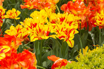 Bright orange yellow tulips
