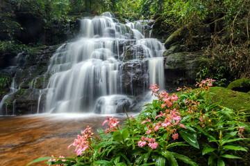 Naklejka premium beautiful waterfall with pink snapdragon flower in foreground , Mun dang waterfall , Pisanulok , Thailand