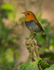 a Japanese Robin standing on a stick