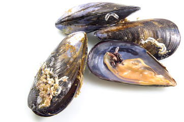 Mussels isolated on white background. Sea food.