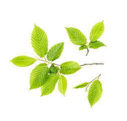 Naklejka na ściany i meble Green leaves isolated white background spring tree