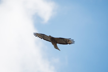 falco pecchiaiolo