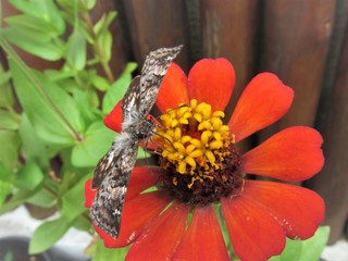 De frente com a flor e a borboleta.