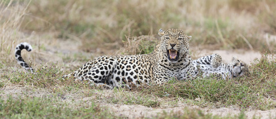 Male and female leopard rest after mating in nature