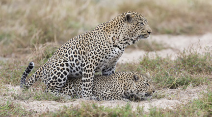 Male and female leopard mating on grass in nature